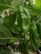 Trinidad Scorpion Green Verkreuzung nicht sortenrein Bild