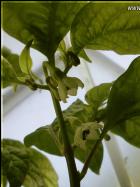 Rocotillo Chili Aufnahme einer BlÃ¼te von unten Bild