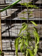 Cabai Chili Tree Bild