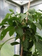 ParadeisfrÃ¼chtiger Gelber Paprikapflanze Bild