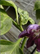 Giant Rocoto BlÃ¼te Bild