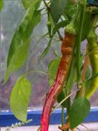 Sweet Cayenne rot Bild