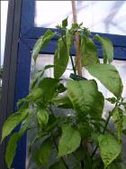 Aji de Sazonar Pflanze Bild