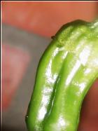Pimiento dulce Italiano unreife Frucht Bild