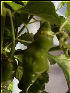 Trinidad Scorpion Green Bild