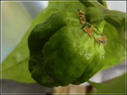 Frontera Sweet Habanero unreife Frucht Bild