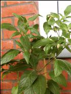 Goats Weed Chili auf dem Balkon Bild