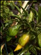 Limon FrÃ¼chte Bild