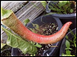 reife Elefant chili frucht Bild