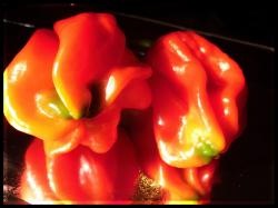 Habanero El Remo Bild