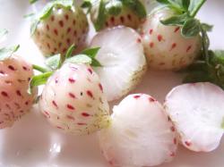 Ananaserdbeeren Bild