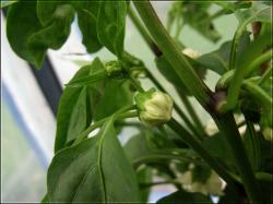 ParadeisfrÃ¼chtiger Gelber geschlossene PaprikablÃ¼te Bild