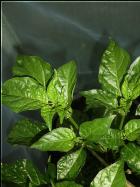 Habanero El Remo Pflanze von oben Bild