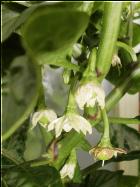 Habanero Orange Apple zeigt erste FruchtansÃ¤tze Bild