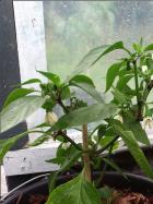 Jalapeno M Nr. 7 Bild