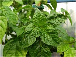 PI 439416 BlÃ¤tter Bild