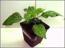 Habanero El Remo Nr. 2 Bild