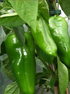 Sweet Chocolate Paprika  Bild