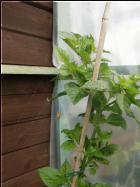 Trinidad Scorpion Green Bild