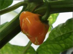 Frontera Sweet Habanero orange Bild