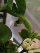 ParadeisfrÃ¼chtiger Gelber Ã¶ffnende PaprikablÃ¼te Bild