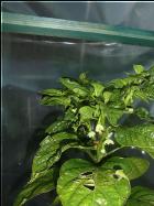 Habanero Orange Apple Bild