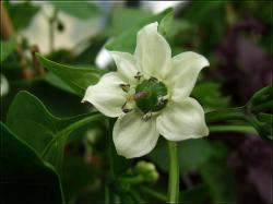 ParadeisfrÃ¼chtiger Gelber BlÃ¼te Bild