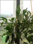 Jalapeno Conchos Pflanzen Bild