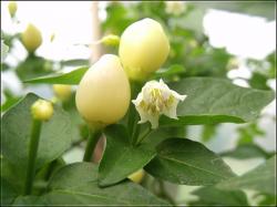 Trepadeira do Werner Frucht und BlÃ¼te Bild