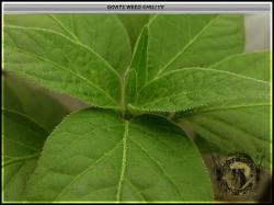 Goats Weed Chili Bild