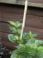 Bolivian Bumby sieht witzigerweise so aus als kÃ¶nnte die Blattkrone schweben, weil man den dunklen Stiel auf der Erde nicht gut erkennt Bild