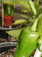 Pimiento de Padron Bild