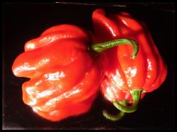 Habanero El Remo Bild