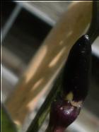 Bolivian Rainbow Frucht  Bild