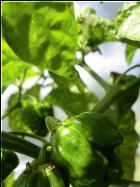 Frontera Sweet  Bild