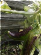 Fish Pepper mit lila VerfÃ¤rbung verursacht durch pralle Sonne Bild