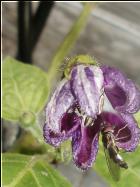 Giant Rocoto BlÃ¼te mit BestÃ¤uber Bild