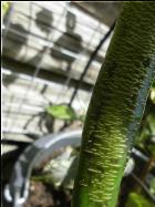 Elefant Chili mit Rissen Bild