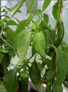 Elefant Chilipflanze Bild