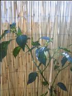 Aji Panca Pflanze Bild