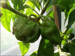 Frontera Sweet  unreifes Doppelpack Bild