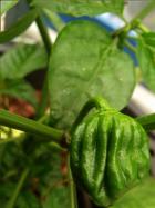 Erste Habanero El Remo Frucht Bild