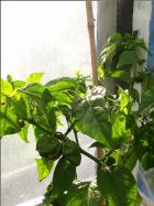 Frontera Sweet  Pflanze Bild