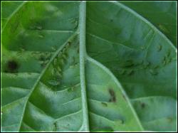 BlattlÃ¤use saugen an den Blattadern Bild