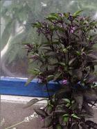 Explosive Ember bekommt Sonneschutz Bild