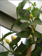 Trepadeira do Werner  Bild