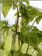 Rocotillo wuchert wie bekloppt :D Bild