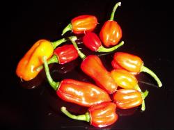 Trinidad Scorpion Green Verkreuzung Teilernte Bild