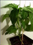 Pimiento de Padron Pflanze Bild