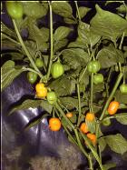 Aji Dulce Amarillo Pflanze Bild